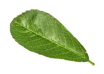 Fototapeta na wymiar Apple leaf on a white background
