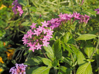 Beautiful pink flower Pentas lanceolata known as Egyptian starcluster flower blossom blooming on branches in garden with green leaves nature blurred background.