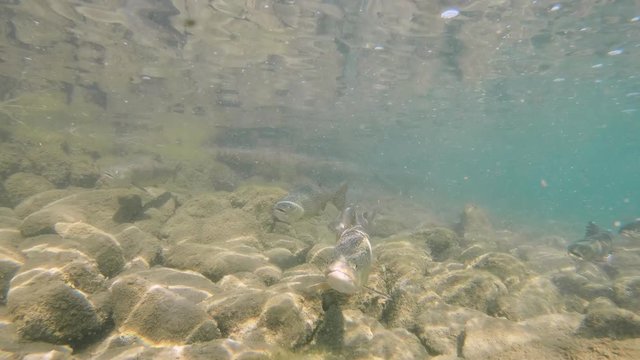 Underwater footage of feeding freshwater fish Brook trout - Salvelinus fontinalis in the beautiful clear pond. Underwater video with Brook charr and nice bacground, natural light. Wild life animal. 