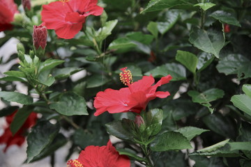 Beautiful Park with ponds lush green trees in Sydney NSW Australia at Sunset on a summer afternoon