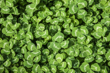 background of green leaves