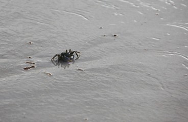 Crabe
