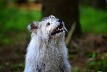 Warten auf die Belohnung. Süßer weißer Hund im Portrait