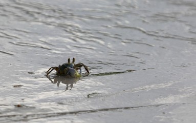 Crabe