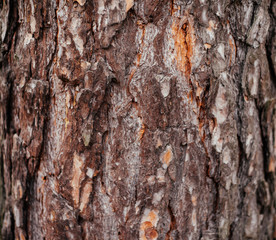 Old pine bark texture