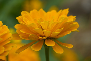 yellow flower of calendula