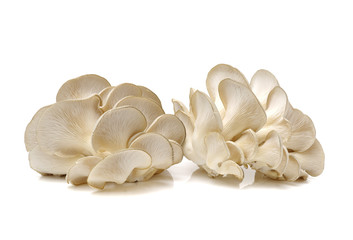 oyster mushroom on white background