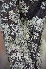 Naklejka premium Willow tree bark.