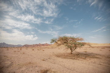 One tree in a dry sandy empty amid hills and clouds. A lonely tree in arid dustagainst against a...