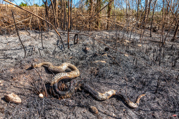 Burnt snake on the ground after huge fire