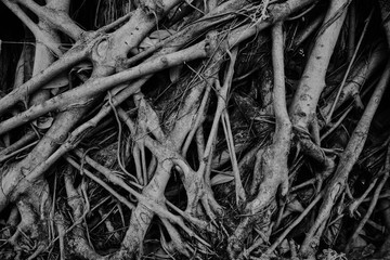 Strange tree roots : Black and White