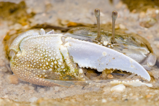 Fiddler crab