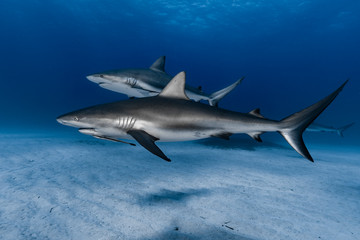 2 Karibische Riffhaie (Carcharhinus perezii) 