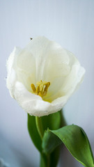 Elegant beautiful white tulip with drops of water and green leaves. Spring Flower. Focus on the yellow stamens. Space for text. Use for cards and posters.