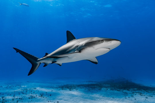 Karibischer Riffhai (Carcharhinus perezii) &uuml;ber Korallenriff
