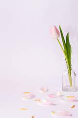 Pink tulips in a vase on a white background and fallen petals
