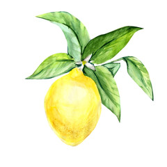 lemon on a branch with petals healthy food, citrus on a white background isolated. drawn in watercolor
