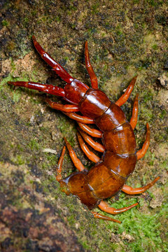 Centipede