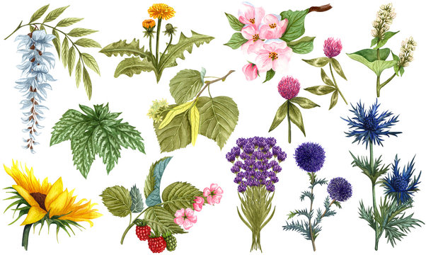 Watercolor herbal set of wildflower honey plants and flowers. Hand drawn botanical herbal collection of apple tree, linden, sunflower, lavender, blue thistle, clover, raspberry, dandelion, buckwheat