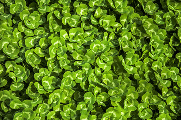 background of green leaves