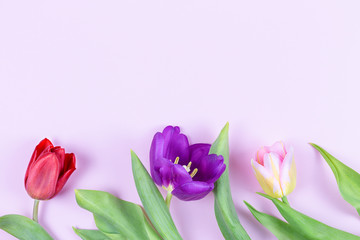 Tulips of different colors on a pink background