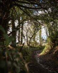 Woodland path in the sun