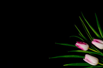 Pink tulips in the corner on a black background