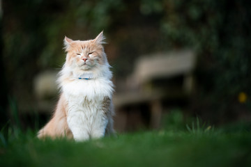 beige white maine coon cat sitting outdoors on lawn wearing gps tracker attached to collar