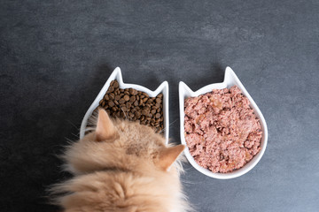 top view of a cream colored maine coon cat eating dry and wet pet food from feeding dish with copy...