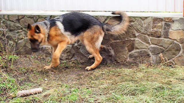 Adult dog German shepherd chasing the tail. The animal spinning and bites itself. Excited nervous behavior of the dog. Aggressive and depressive game. Problems of behavior and education.