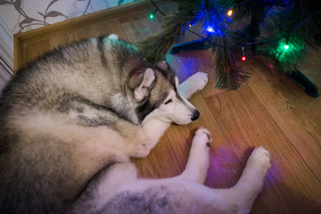 Fototapeta na wymiar husky dog ​​under the christmas tree