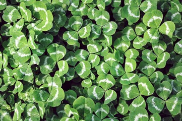background of green leaves