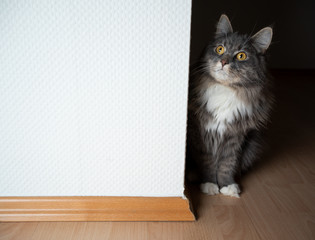 cute blue tabby maine coon cat standing behind corner looking curiously with copy space