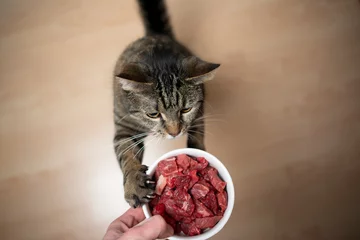 Foto op Aluminium Cyperse kat steigert om de voerschaal te bereiken met rauw vlees dat wordt vastgehouden door de hand van de eigenaar van het huisdier met kopieerruimte © FurryFritz