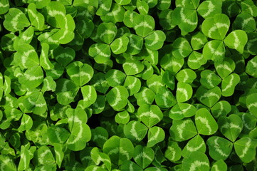 green leaf background of clover