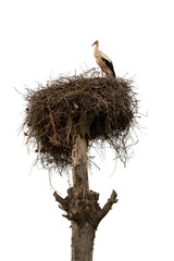 stork in the nest © bahadirbermekphoto