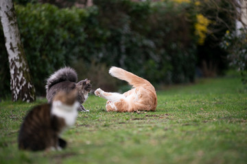 two playful cats fighting in the garden. another cat in the foreground is watching