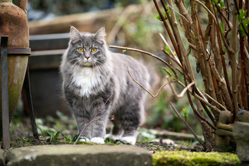 Naklejka na ściany i meble curious blue tabby maine coon cat standing in back yard next to plants and plant pot looking at camera