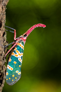 Lantern bug close up