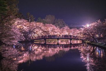 Fototapeta premium Sakura