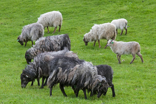 Schafe im Winterpelz