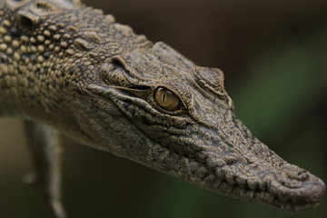  Estuarine crocodile is the largest type of crocodile in the world also named estuarine crocodile because in addition to living in the main habitat of the river, this crocodile also lives near the sea