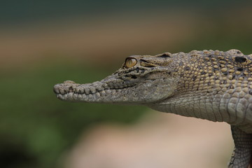  Estuarine crocodile is the largest type of crocodile in the world also named estuarine crocodile because in addition to living in the main habitat of the river, this crocodile also lives near the sea