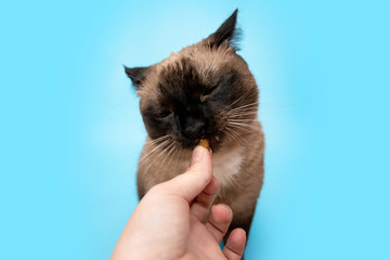 a domestic Siamese cat with a happy and appetitive appetite eats a treat from the owner's hands on...