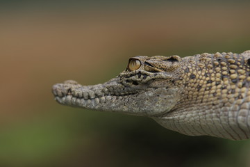 Fototapeta premium Estuarine crocodile is the largest type of crocodile in the world also named estuarine crocodile because in addition to living in the main habitat of the river, this crocodile also lives near the sea