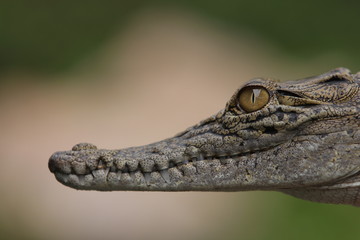  Estuarine crocodile is the largest type of crocodile in the world also named estuarine crocodile because in addition to living in the main habitat of the river, this crocodile also lives near the sea