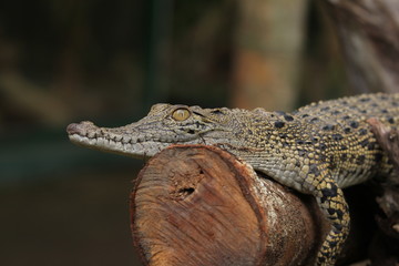  Estuarine crocodile is the largest type of crocodile in the world also named estuarine crocodile...