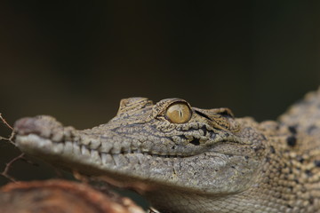  Estuarine crocodile is the largest type of crocodile in the world also named estuarine crocodile...