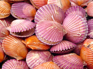 lots of scallop sea shells piled together background