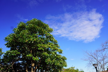 2019年12月5日東京都八王子市の自宅の庭で撮影した（樹木と青空と雲）